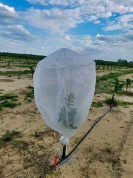 Insect Net: Fruit Tree Cover - Image 2